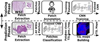 Building Efficient CNN Architectures for Histopathology Images Analysis: A Case-Study in Tumor-Infiltrating Lymphocytes Classification